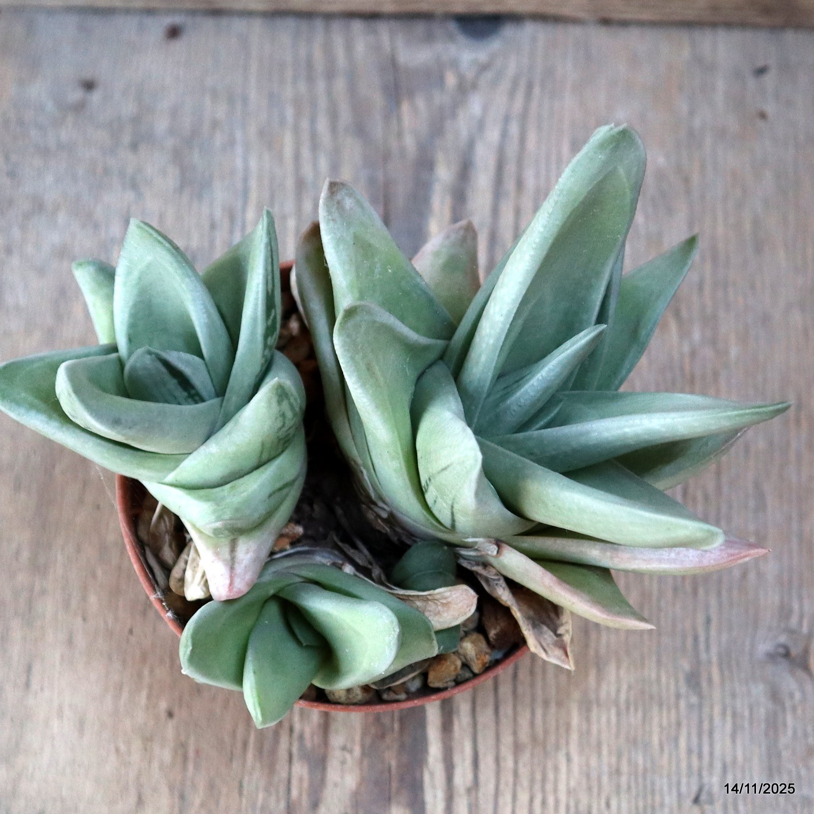 D7374 GASTERIA GREEN ICE pot10-H13-W15 cm MaMa Cactus