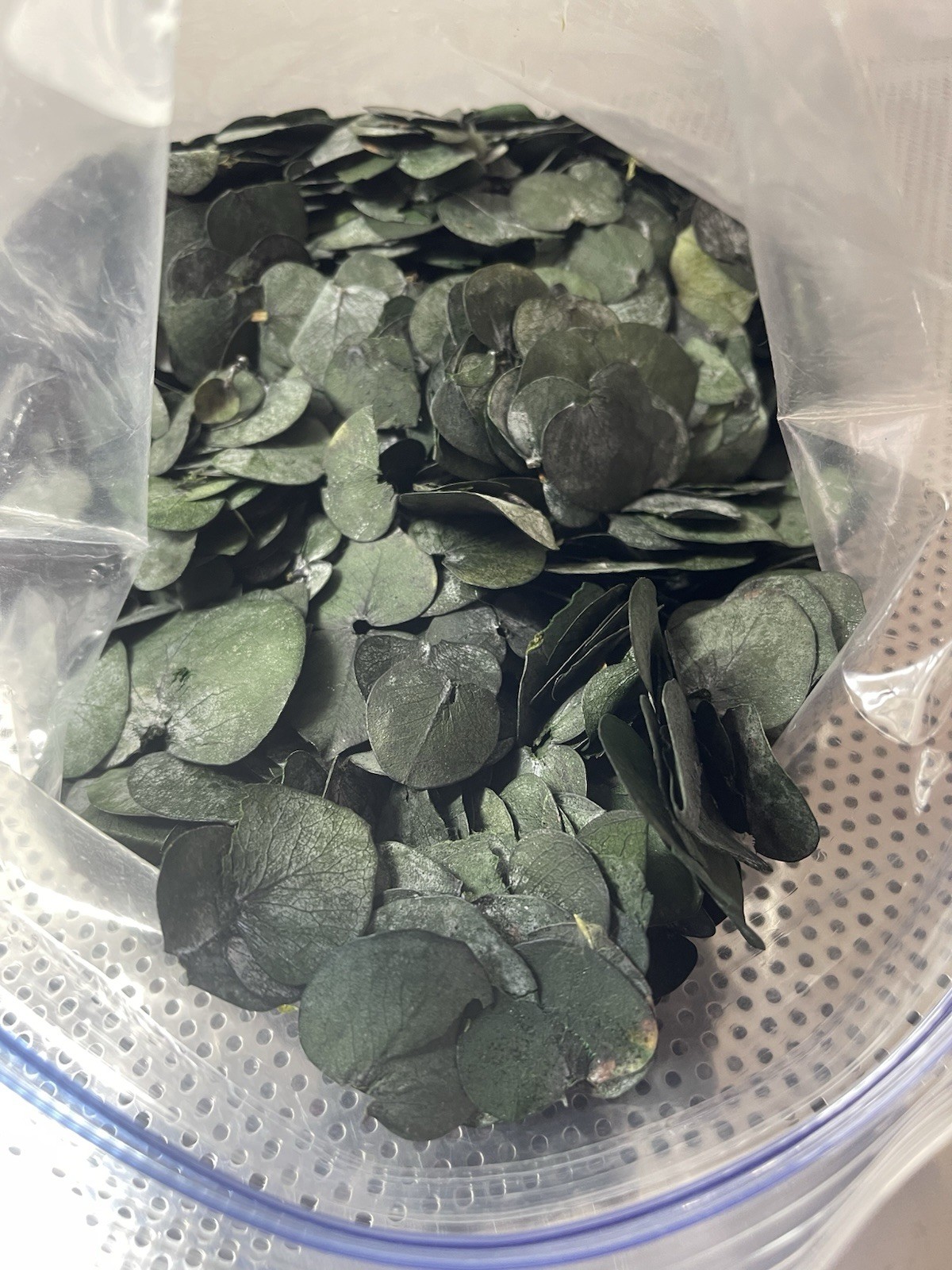 3200 Preserved Real Eucalyptus Leaves Small, Pure Natural Bulk