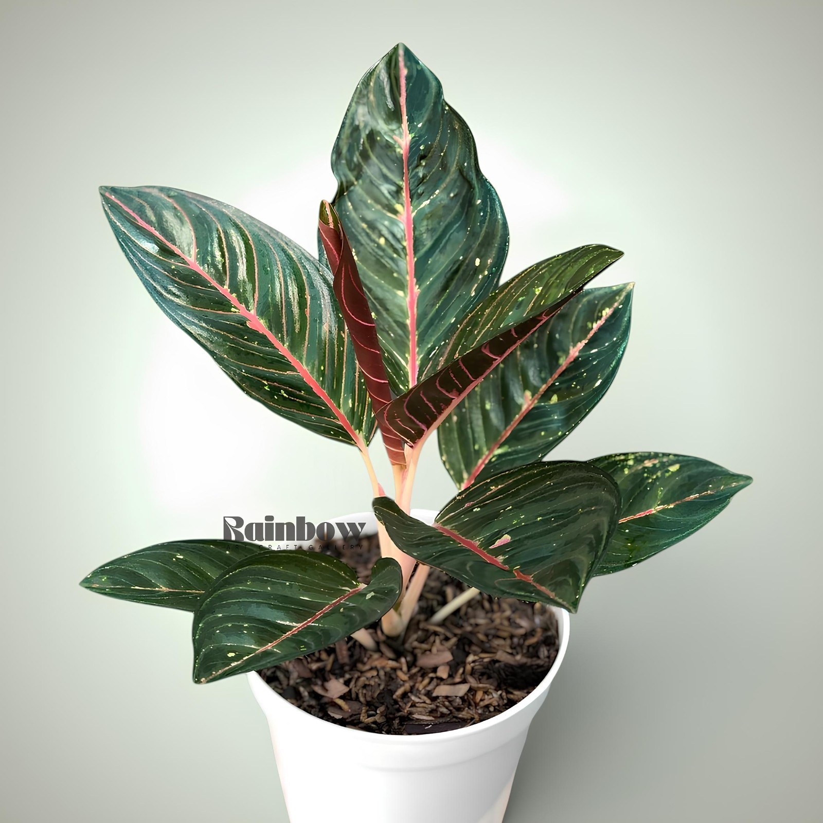 Aglaonema Black Diana Beatiful Ornamental Plant