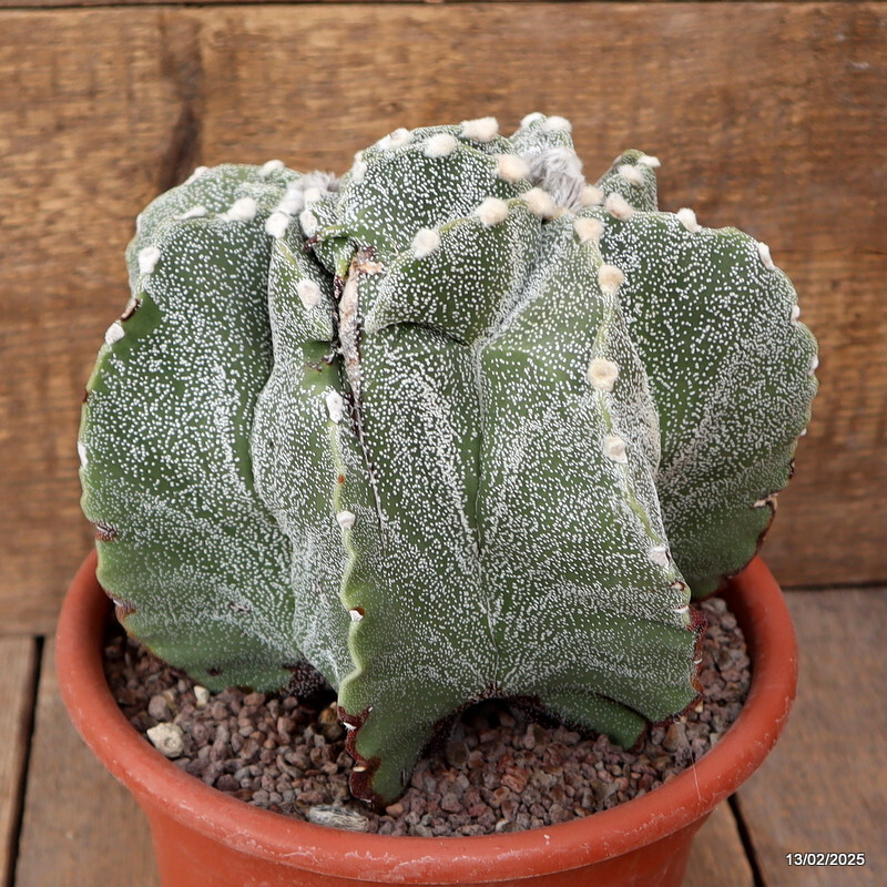 A6574 ASTROPHYTUM MYRIOSTIGMA DICHOTOMIC pot20-H18-W21 cm MaMa Cactus