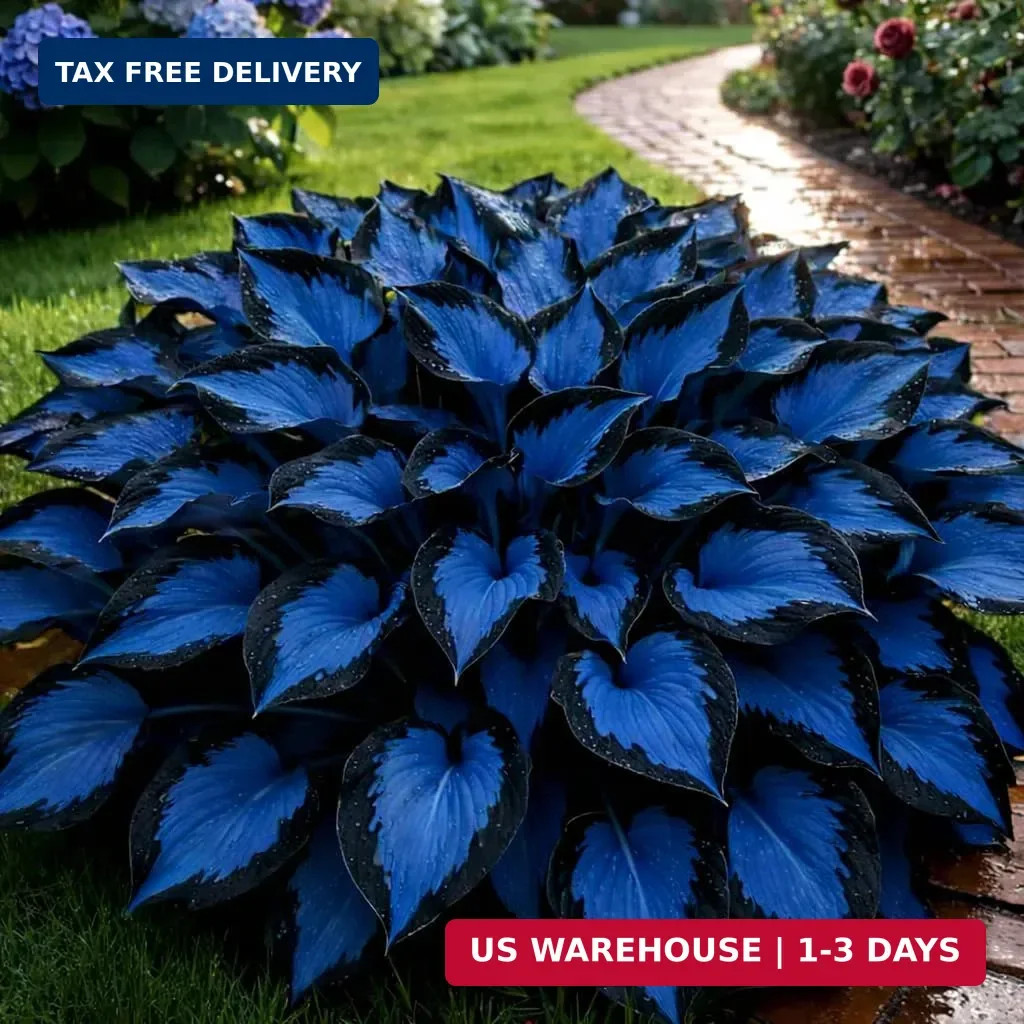 210+ Hosta Seeds – Rare Perennial Flower Seeds for Shade Gardens, Long Blooming