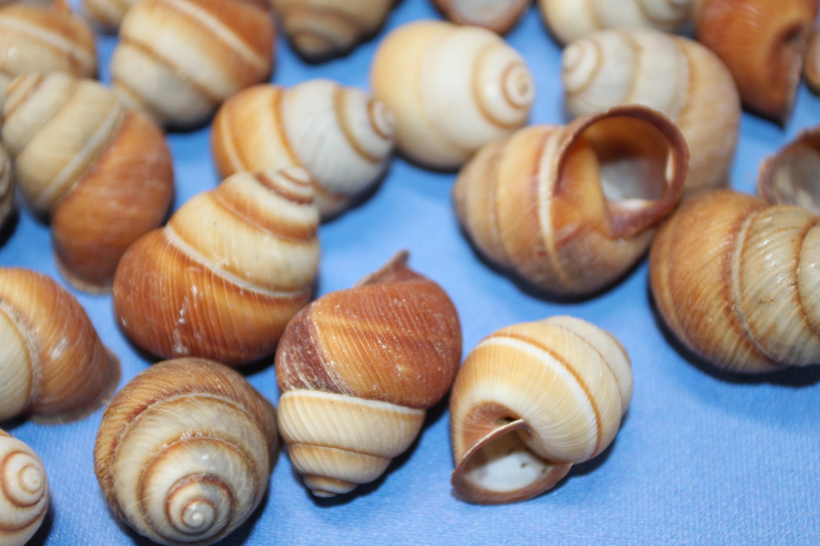 BROWN LAND SNAILS,Craft Supply,Mosaic projects, Beach Decor,Beach Art,SS-588
