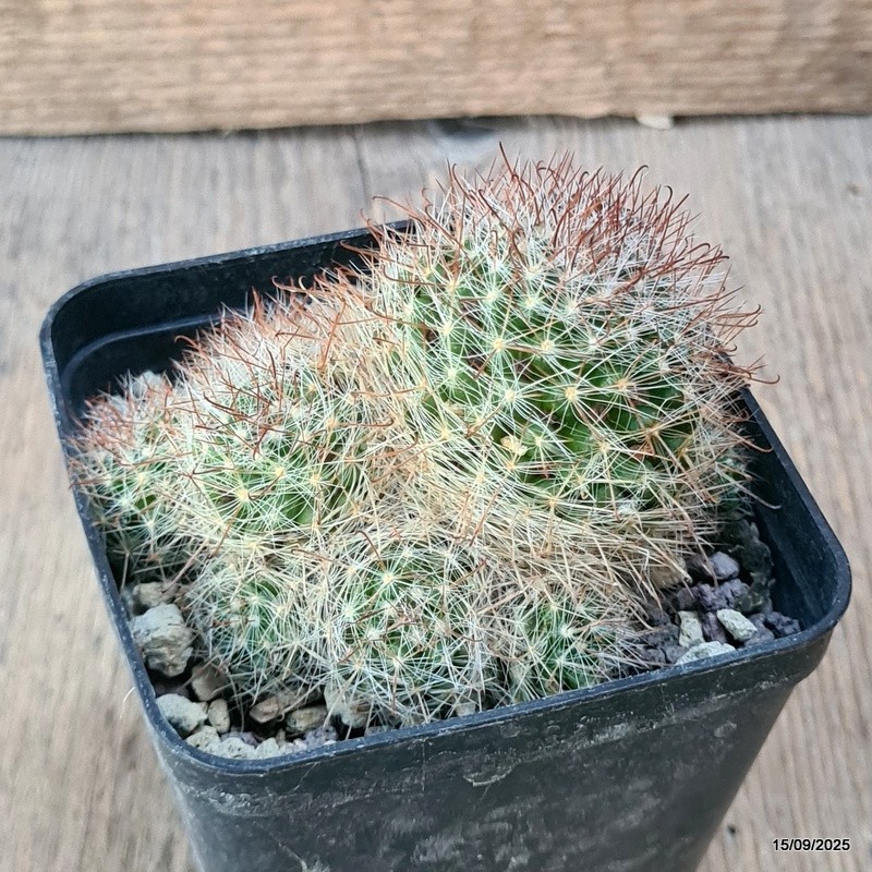 D6412 MAMMILLARIA UNCINATA pot8-H6-W9 cm MaMa Cactus