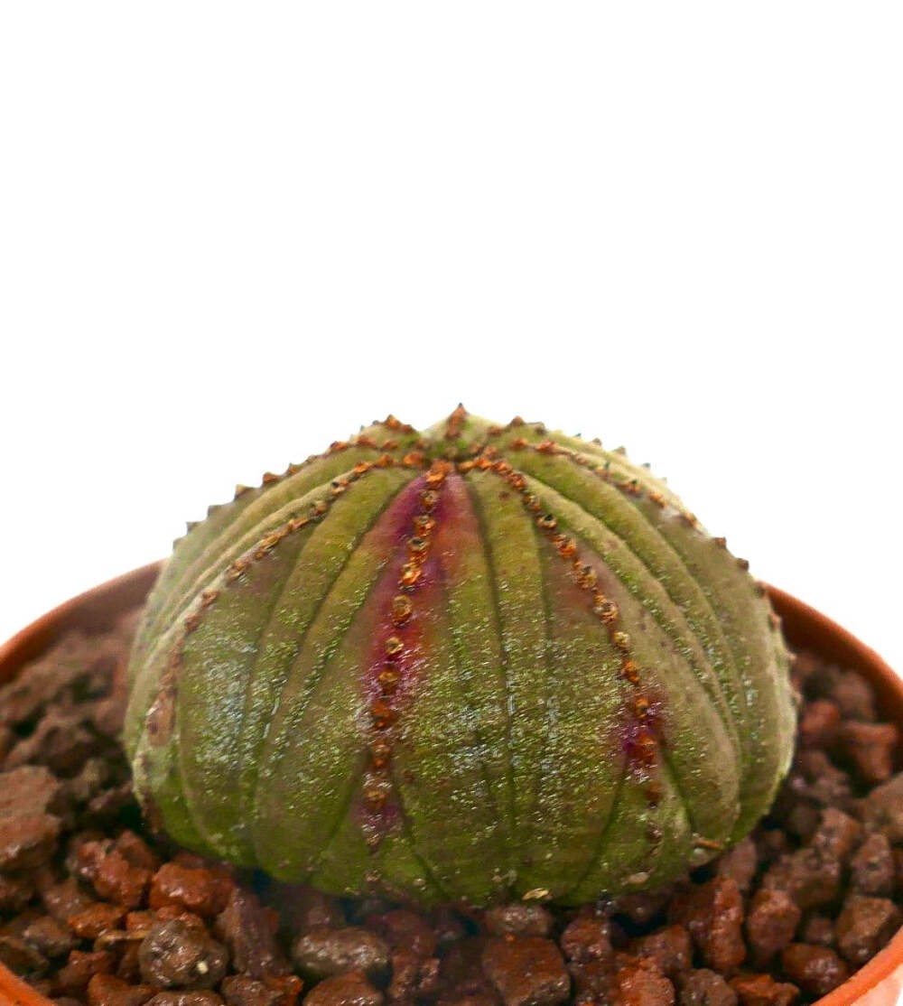 Euphorbia obesa DARK GREEN & PINK ARROW HB023-14 – Baseball plant | Sea urchin p