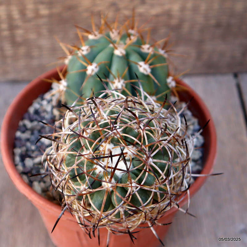 D1742 COPIAPOA ANDINA GRAFTED pot13-H13.5-W7 cm MaMa Cactus