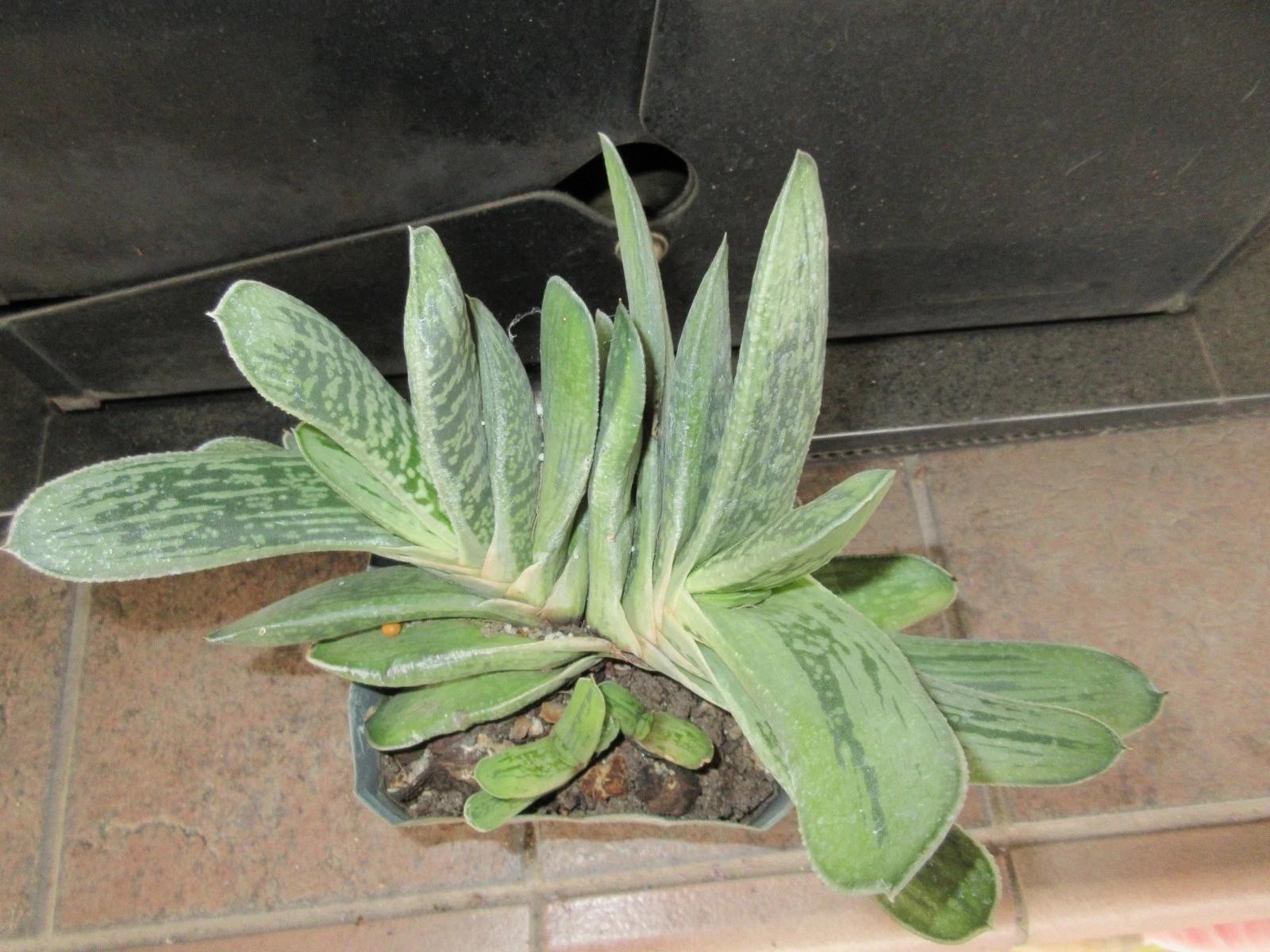 Gasteria Gracilis Gasteria Glomerata Succulent Cactus Plant