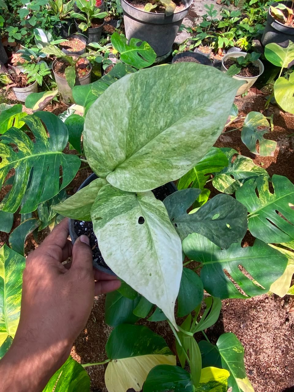 Amydrium Medium Mint lime, Rare Variegated, Real Picture, Aroid Houseplant