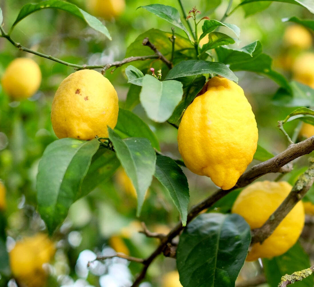 Citrus limon from POSITANO (AMALFI COAST) 10-25cm | Lemon | Lemon tree – Lemon |