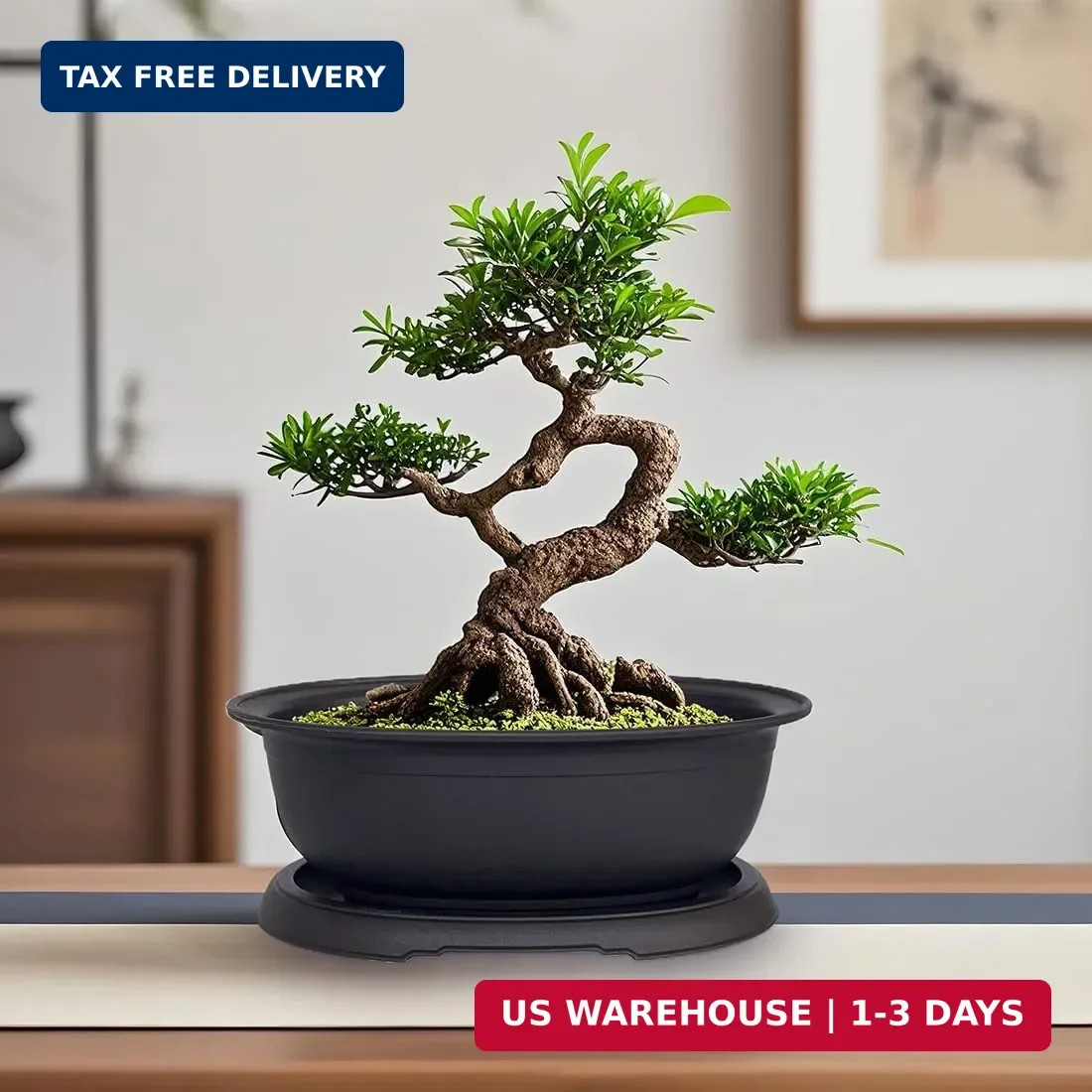 MUZHI 3 Pack Mixed Size Oval Bonsai Planter Pot with Drainage Tray, Matte Finish
