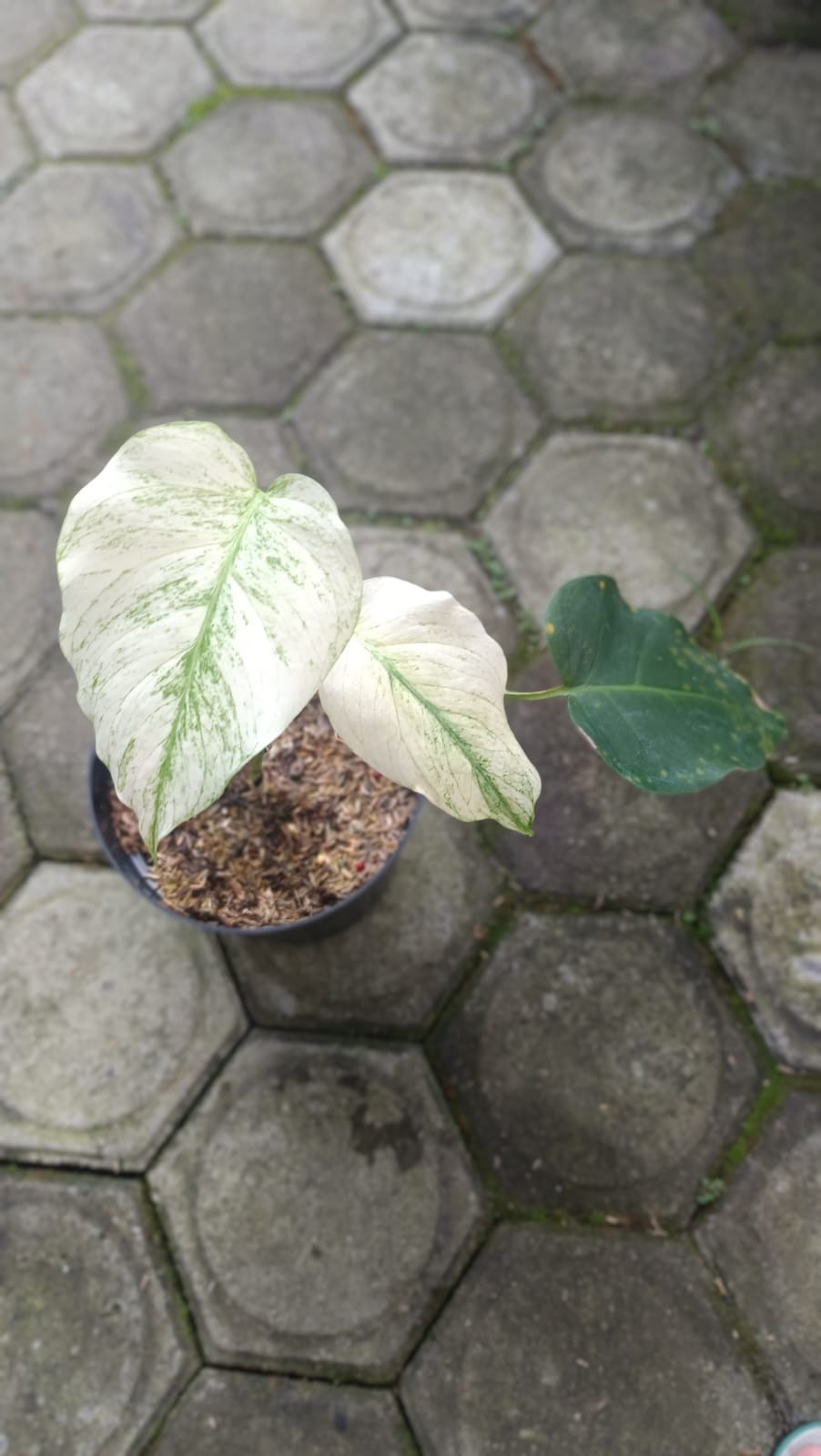 Real Picture Monstera White Devil Monster Variegated 2 Leaves Rare Plant