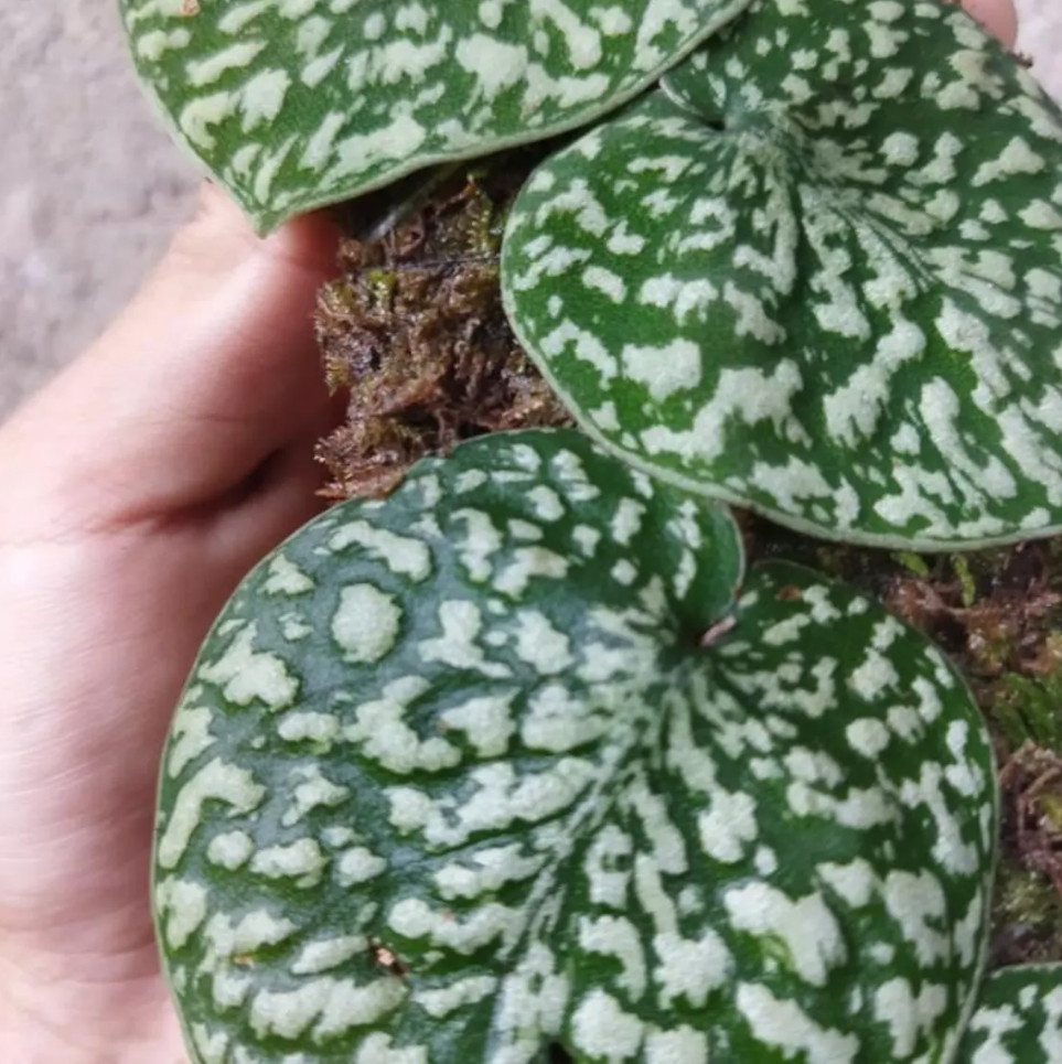 Scindapsus Snake Scale Stabillo Real Picture Rare Plant