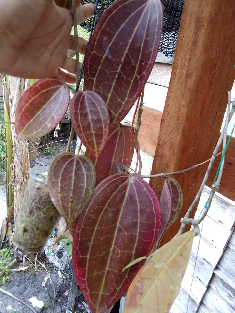 Hoya Macrophylla Super Red Sp Borneo Rare Tropical Plant