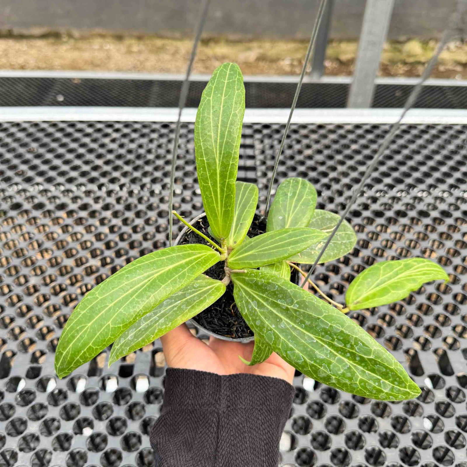 Hoya Bordenii Rare Plant