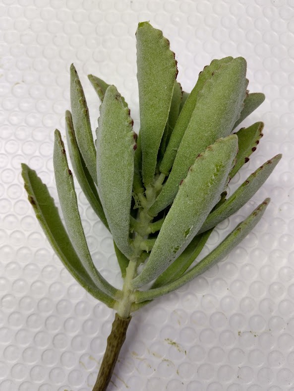 Artificial Kalanchoe succulent. GREEN (flocked)