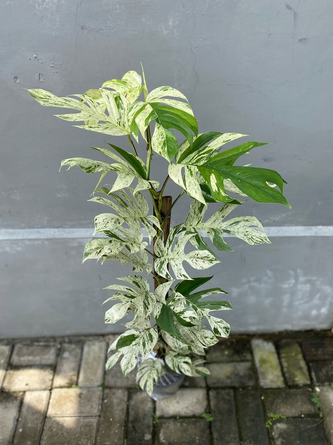 Epipremnum Pinnatum Marble Bulbasaur Variegated Real Picture Large Size