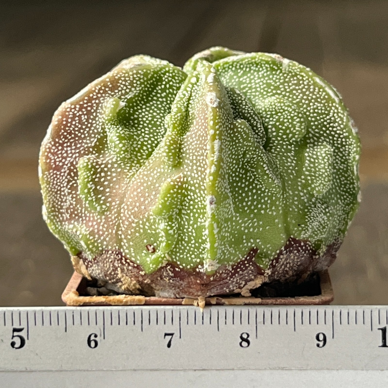 A41-1198 Astrophytum myriostigma cv. FUKURYU, own root