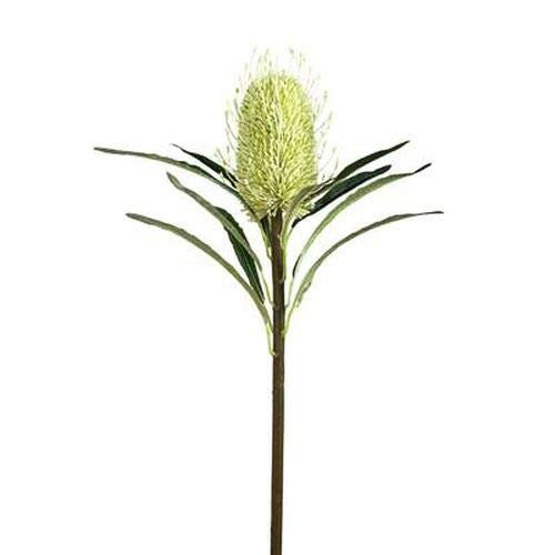 Torre & Tagus Protea Bloom 24″ Stem