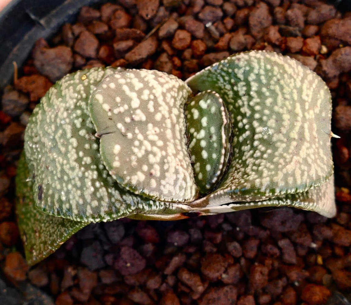 Gasteria armstrongi cv. ‘Diamond KIng’ – Armstrong’s gasteria | Armstrong gaster