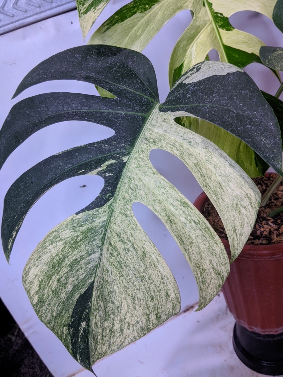 Monstera Jungle Mint Variegated Real Picture Super Beauty