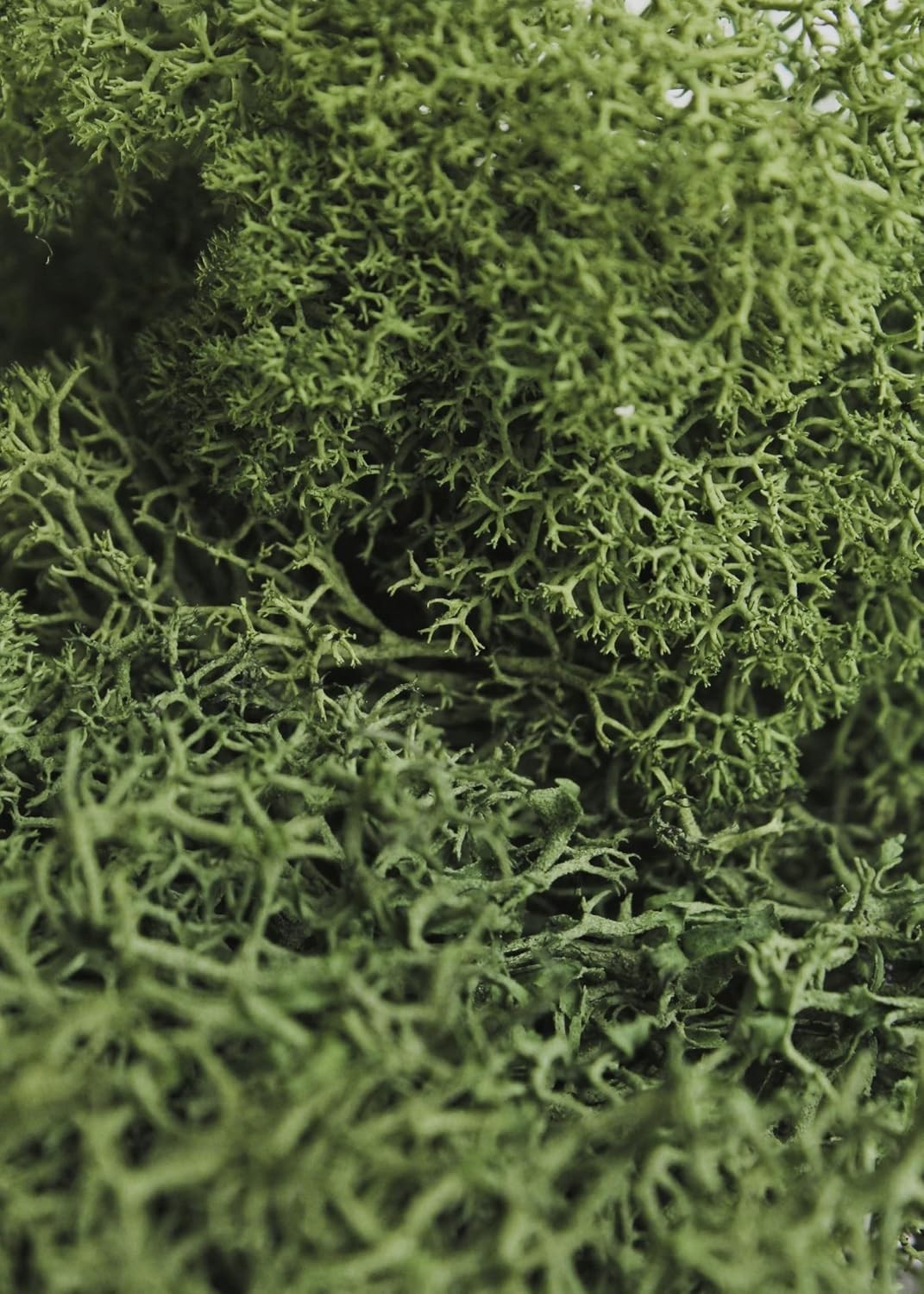 Long Lasting Preserved Moss, Forest Green, 3lbs