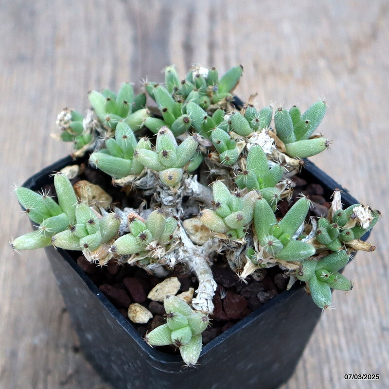 D933 TRICHODIADEMA MARLOTHII pot 7 cm H 4 cm W 9,5 cm MaMa Cactus