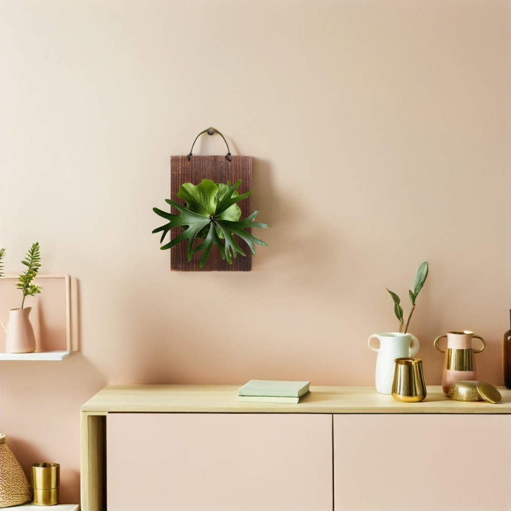 Orchid Mounting Plates: Wooden Wall Planter, Fern Wall Hanging Board,
