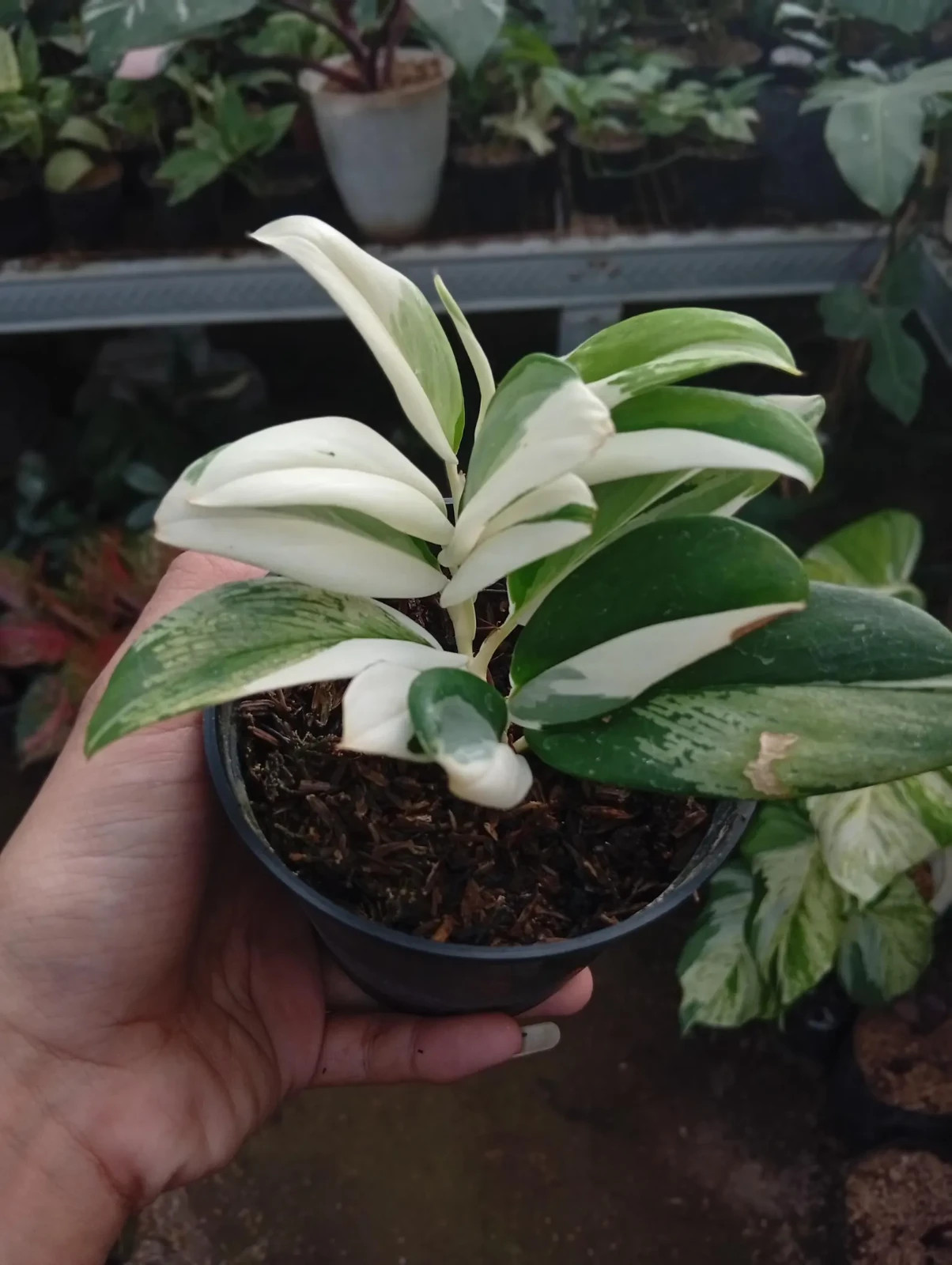 Real Picture Scindapsus Hederaceus Blue Albo Variegated Small Size