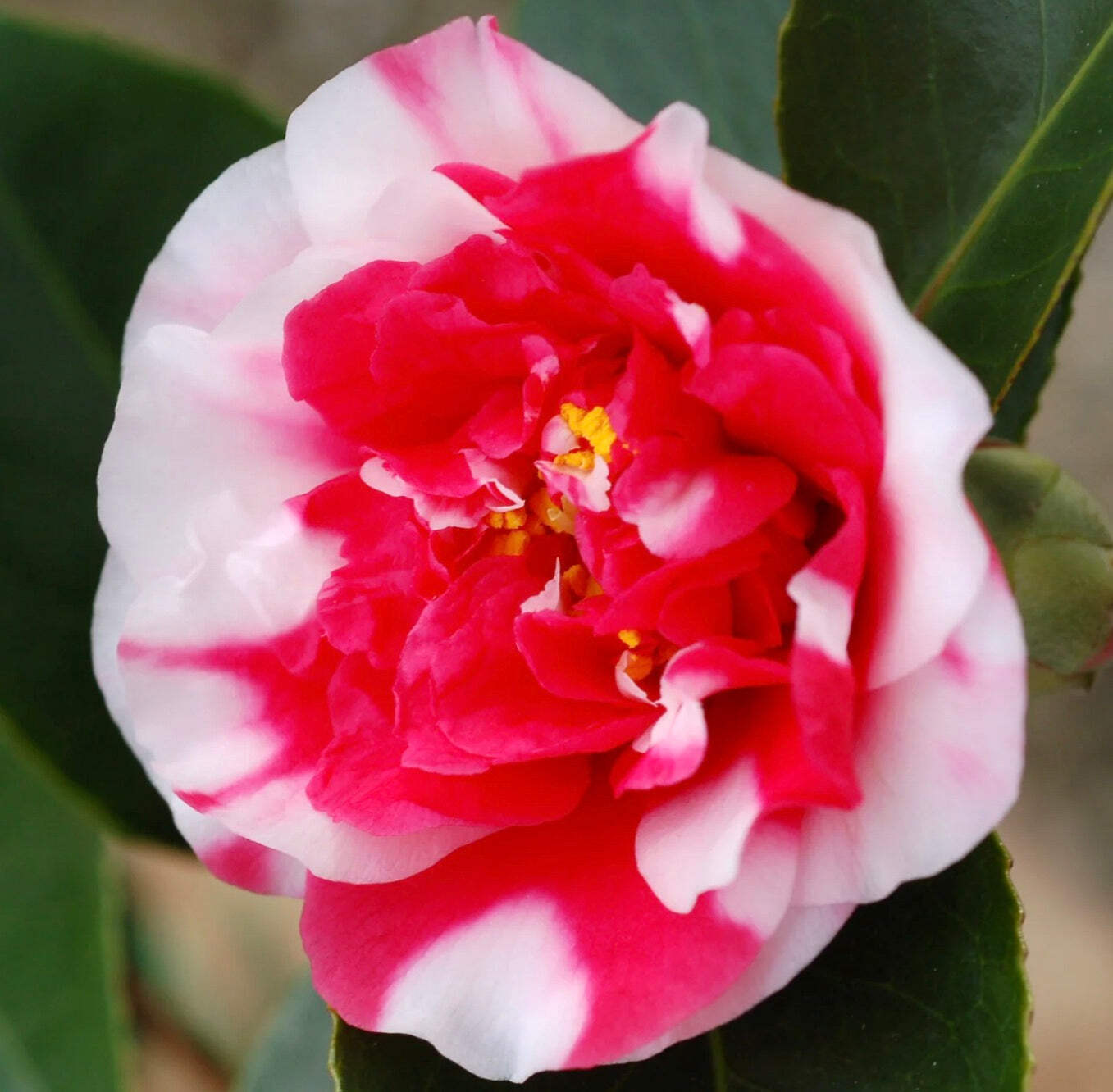 Camellia japonica cv GENERAL COLETTI – RED-WHITE FLOWERS
