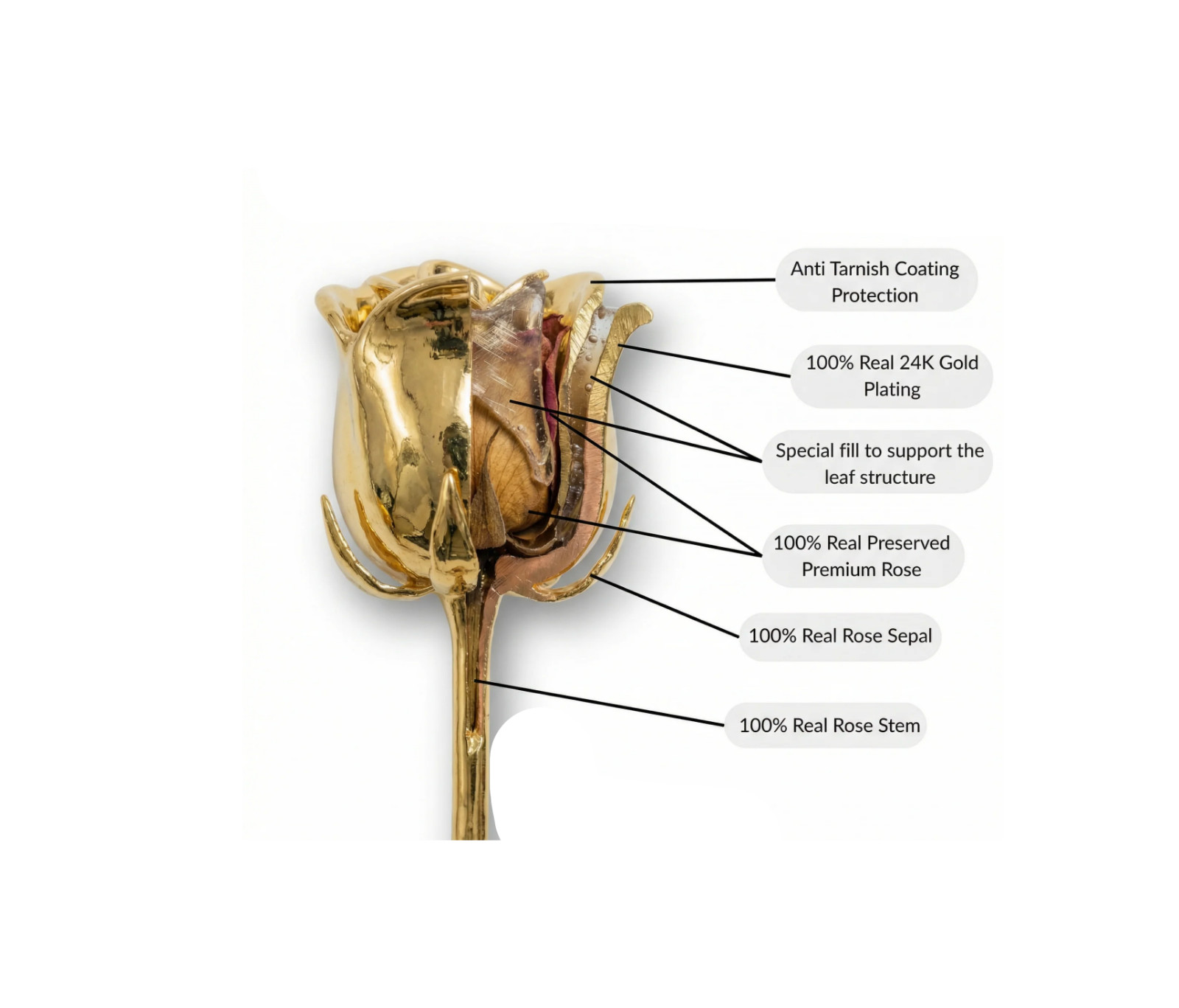 24K Gold Dipped Real Rose Handpicked Real Rose Preserved in 24K Gold USA