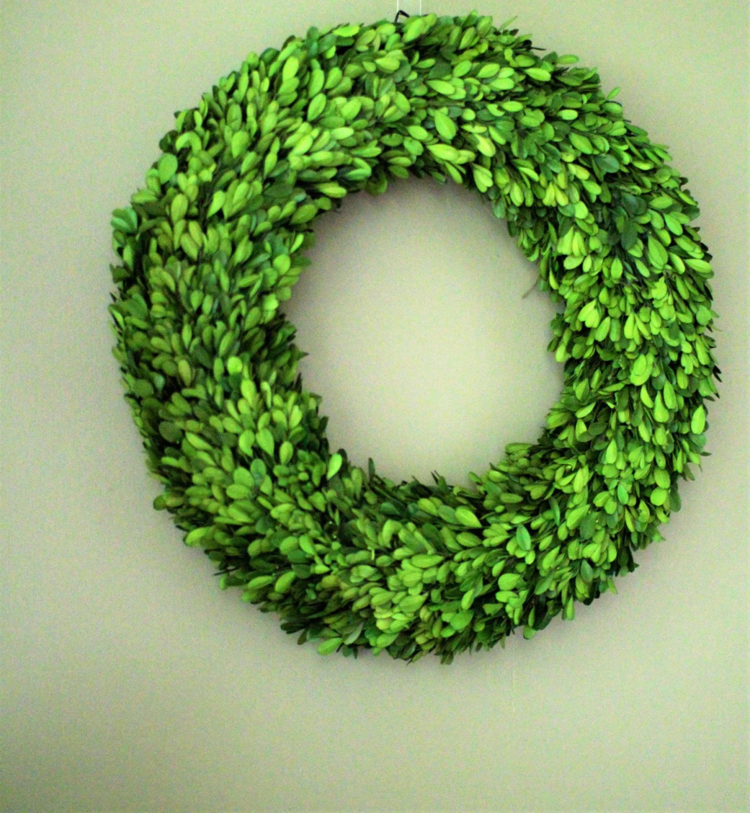 Real Preserved Boxwood Wreath Round all sizes 14 in, 16 in , 20 in , 24 in, 30in