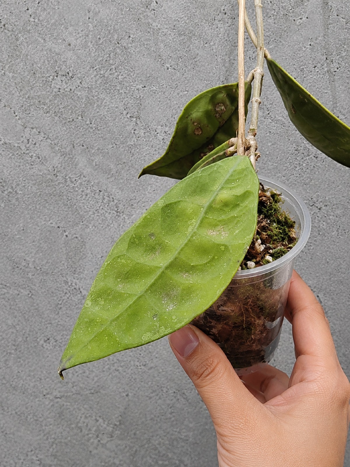 Hoya Lambii Rare Wax Live Rooted Cutting Exotic Hoya Houseplant Collector