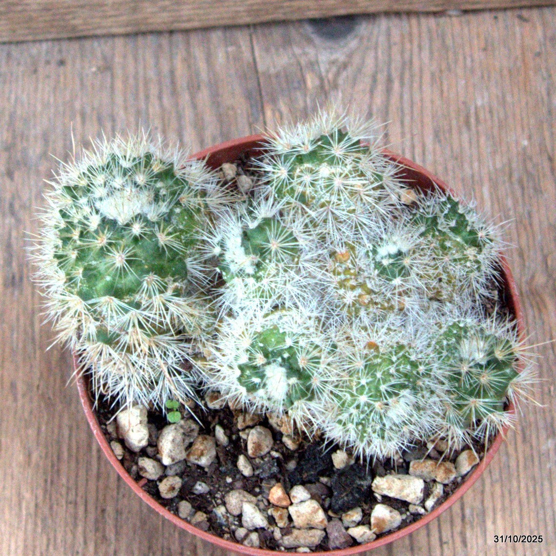 D7282 MAMMILLARIA BOCASANA MONSTER pot10-H8-W11 cm MaMa Cactus