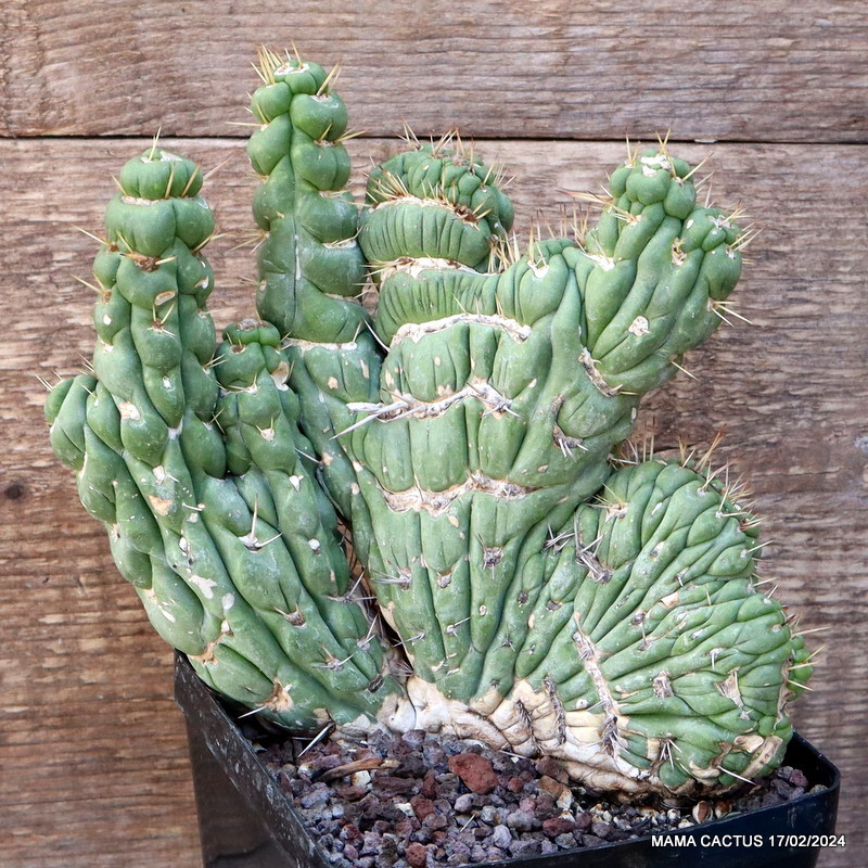 D3086 EULYCHNIA CASTANEA CRESTED pot12-H15-W17 cm MaMa Cactus