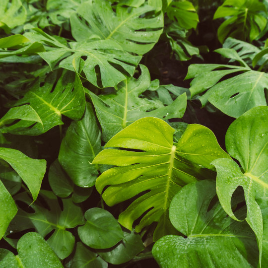 Monstera Deliciosa Plug | Indoor and Outdoor Live Tropical House Plant | Starter