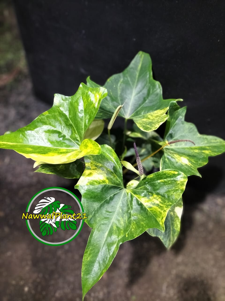 Real Photo Anthurium Pterodactyl Variegated Big Size