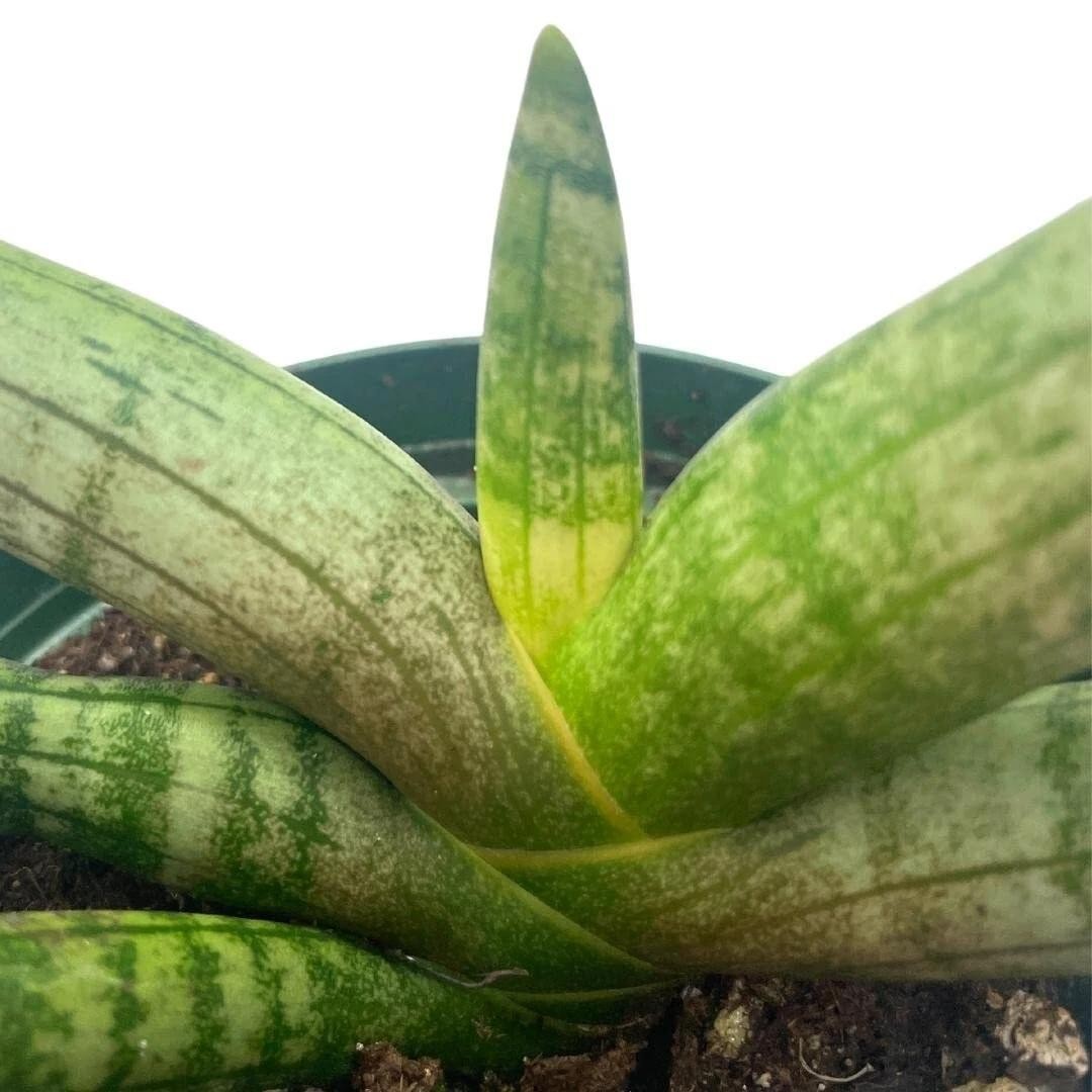 Sansevieria Cylindrica Boncel (Starfish Sansevieria) Snake Plant Mini Sta US