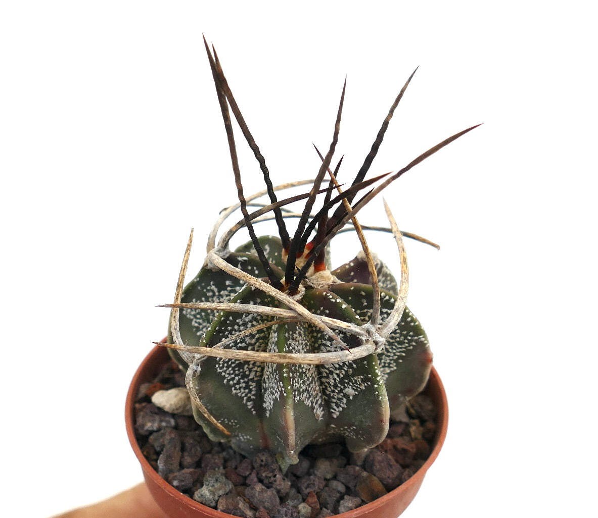 Astrophytum capricorne X BUFFALO (nice spines) – Goat’s horn cactus | Star cactu