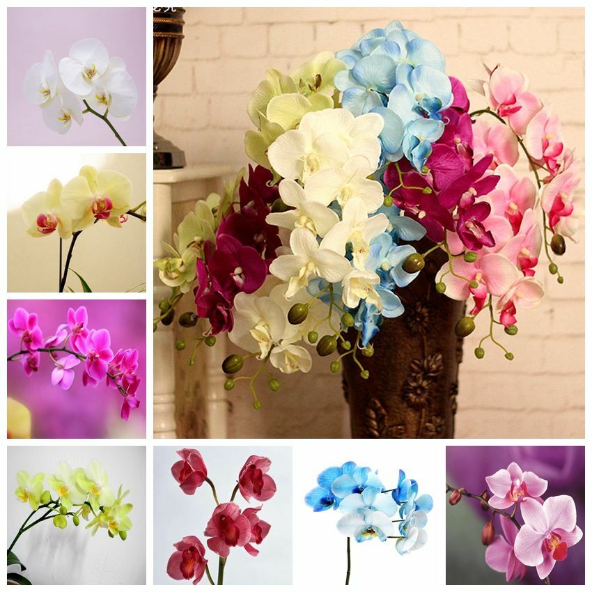 Phalaenopsis Moth Orchids Flower Seeds Multiple Color 100pcs/pack