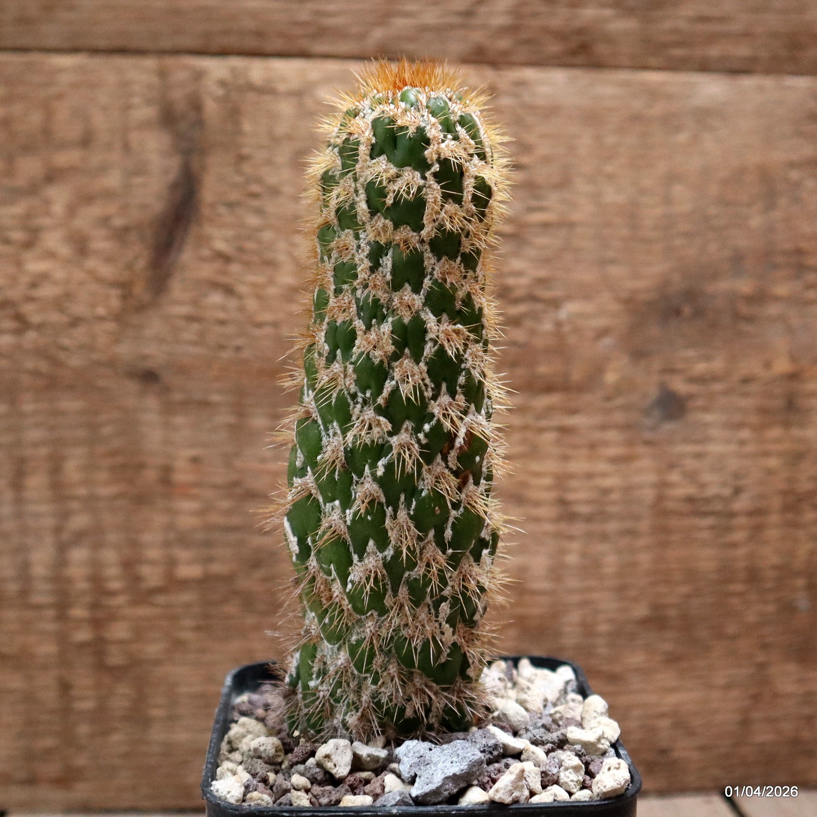 D8160 CEREUS SPACHIANUS MONSTER pot8-H15-W4 cm MaMa Cactus