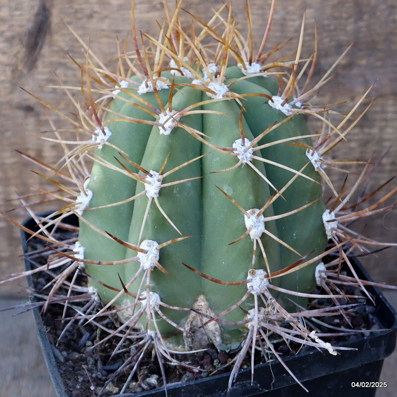 A7009 CEREUS PASACANA pot14-H14-W13 cm MaMa Cactus