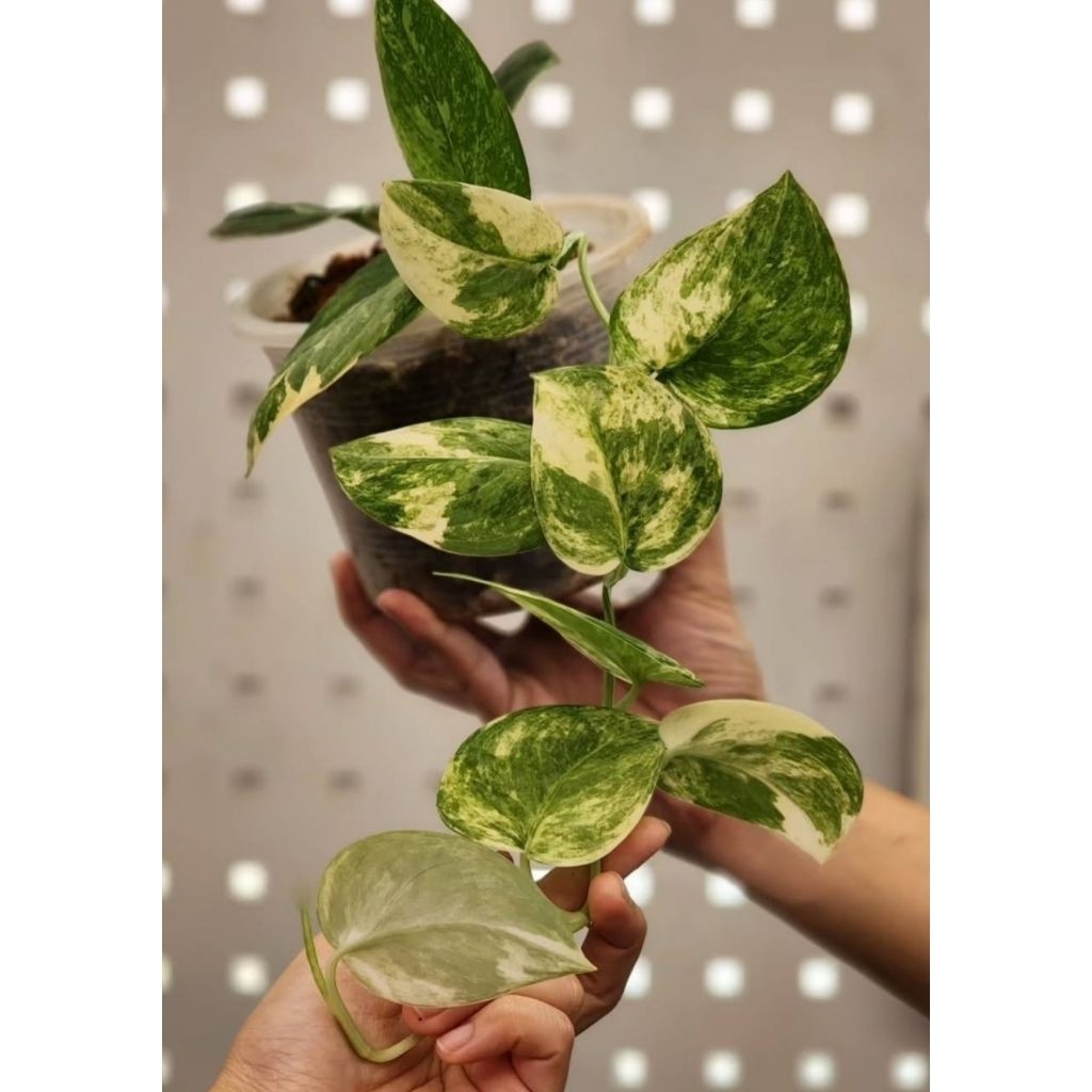 Scindapsus Mangurai, Rare Variegated, Real Picture, Aroid Houseplant