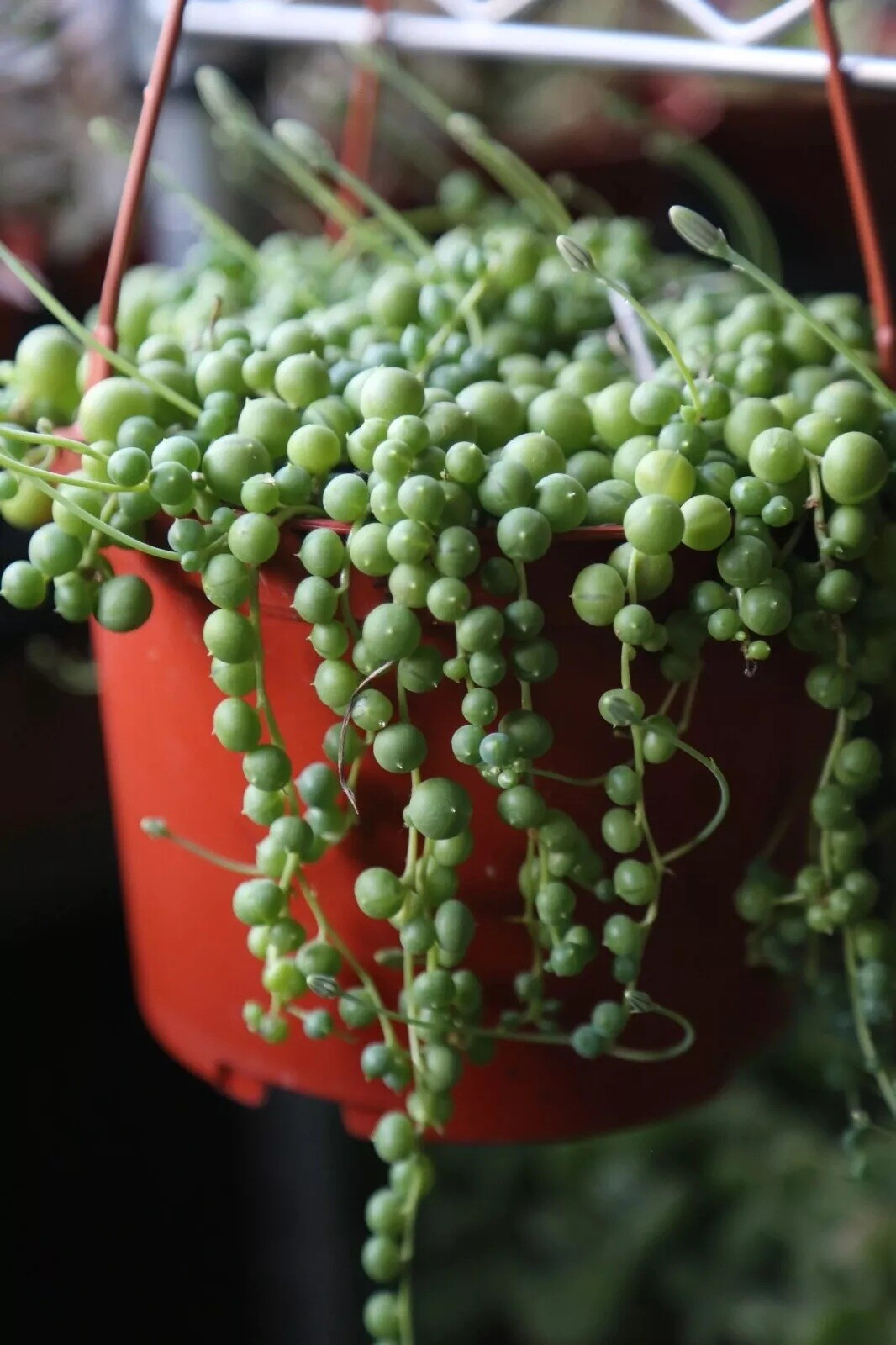 Live Succulent String of Pearls Live Plant Fully Rooted in 4″ Pot with Soil