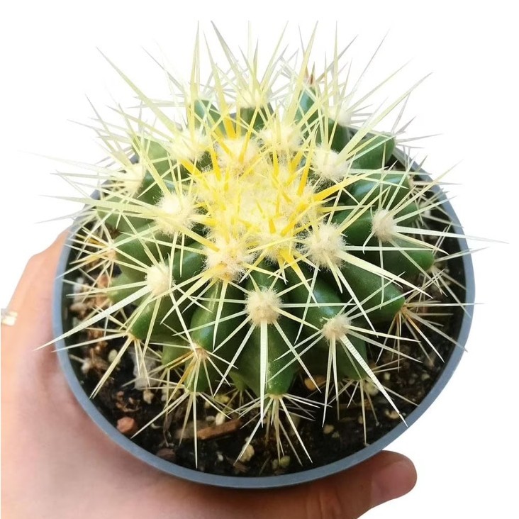 Astrophytum asterias Beautiful Raresucculent Garden Plants MIni CaCtus