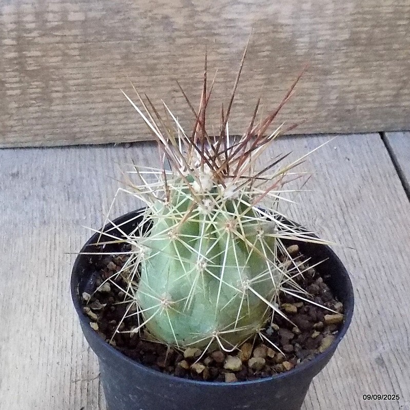 D6351 ECHINOCEREUS ENNEACANTHUS V. SARISSOPHORIS pot10-H8-W6 cm MaMa Cactus