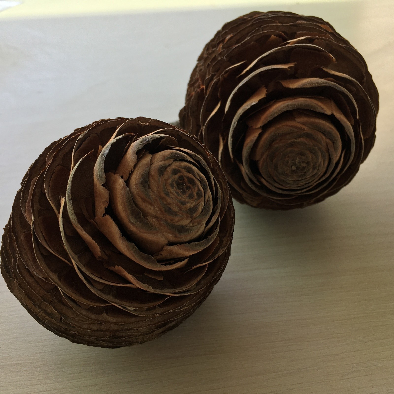 1 Pcs Cedar Cone Of Lebanon | Cedrus Libani Cedar Cone
