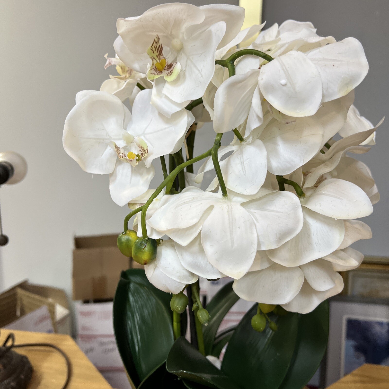22″ Orchid Green White In Ceramic Pot Planter Valerie Parr Hill