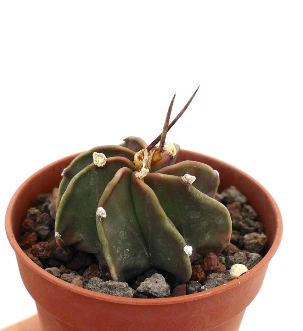 Astrophytum capricorne cv THAYO x BUFFALO – Goat’s horn cactus | Star cactus