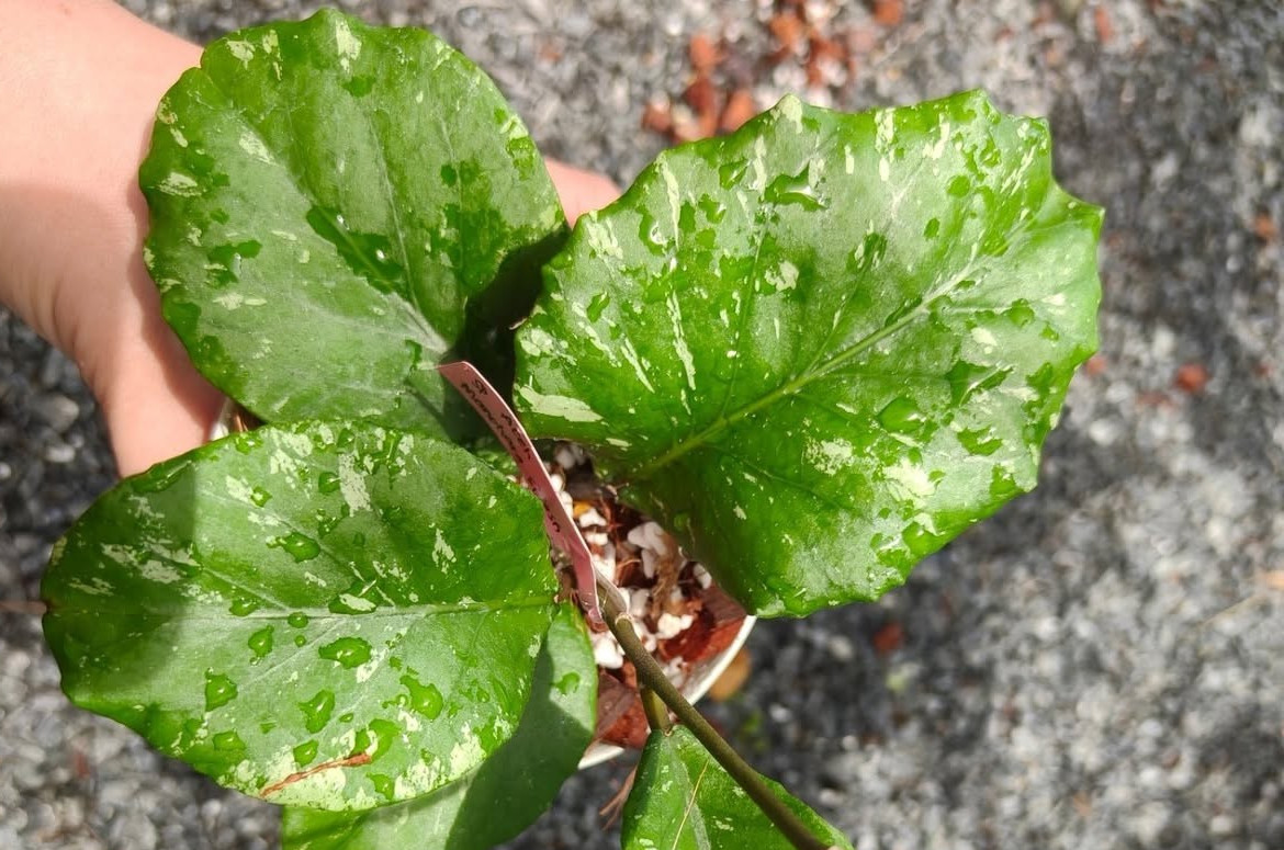 Hoya Sp Aceh Manohara Rare Tropical Wax Plant