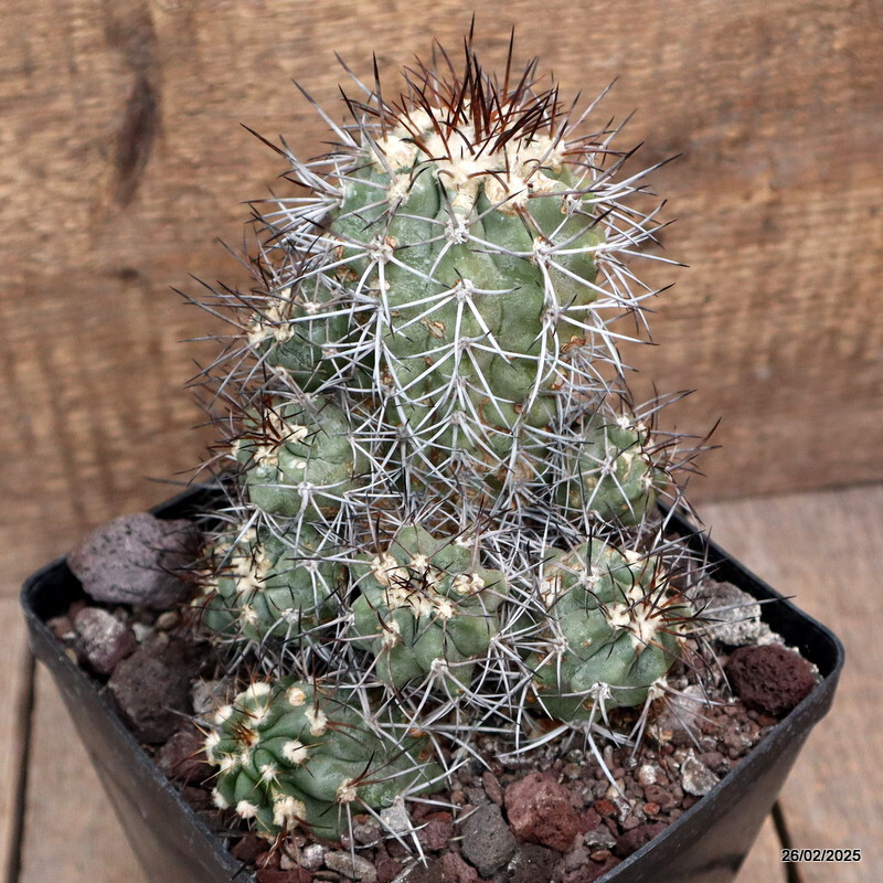 D3352 COPIAPOA STREPTOCAULON pot14-H14-W13 cm MaMa Cactus