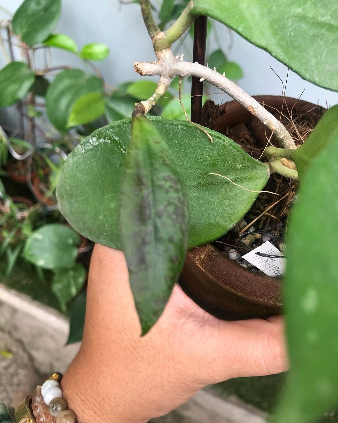 Sansevieria Hybrid Rorokidul Rare Uniqe Snake Plant